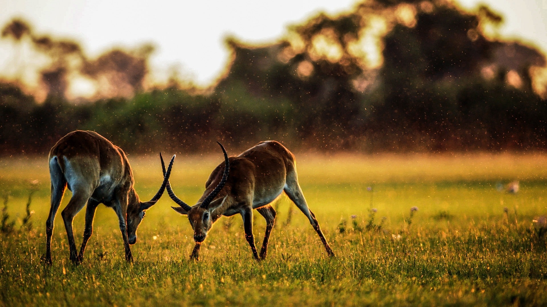 Unique Wildlife in Angola: An Exploration of Diversity - journeeo